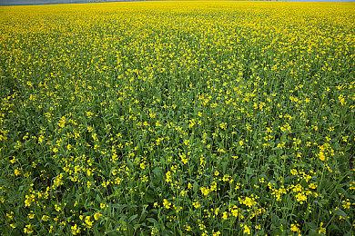 育碧确认《刺客信条：无限》不是免费游戏 极具创新